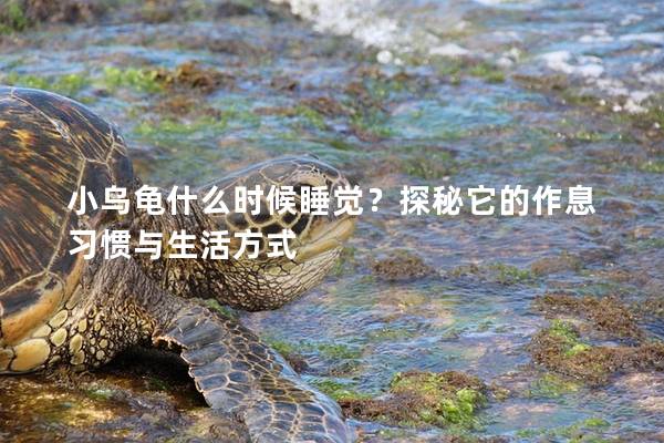 小乌龟什么时候睡觉？探秘它的作息习惯与生活方式