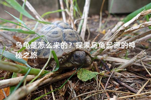 乌龟是怎么来的？探索乌龟起源的神秘之旅
