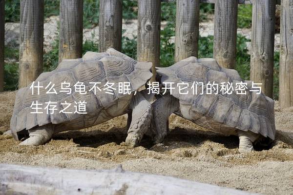 什么乌龟不冬眠，揭开它们的秘密与生存之道