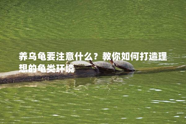 养乌龟要注意什么？教你如何打造理想的龟类环境