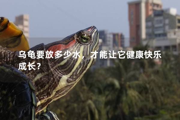 乌龟要放多少水，才能让它健康快乐成长？
