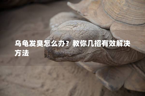 乌龟发臭怎么办？教你几招有效解决方法