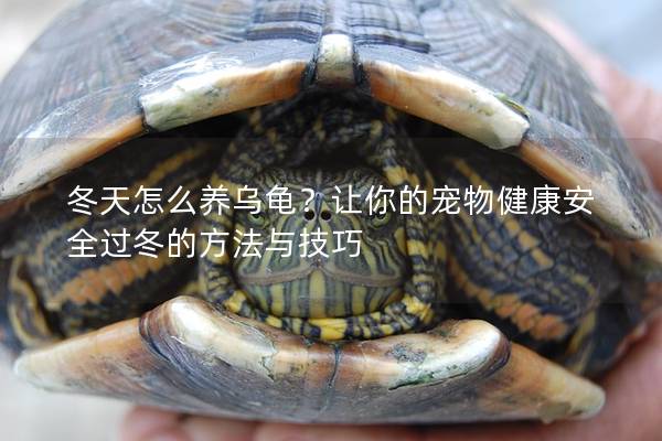 冬天怎么养乌龟？让你的宠物健康安全过冬的方法与技巧