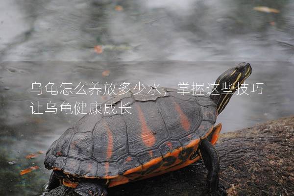乌龟怎么养放多少水，掌握这些技巧让乌龟健康成长