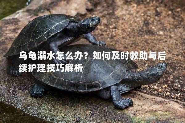 乌龟溺水怎么办？如何及时救助与后续护理技巧解析