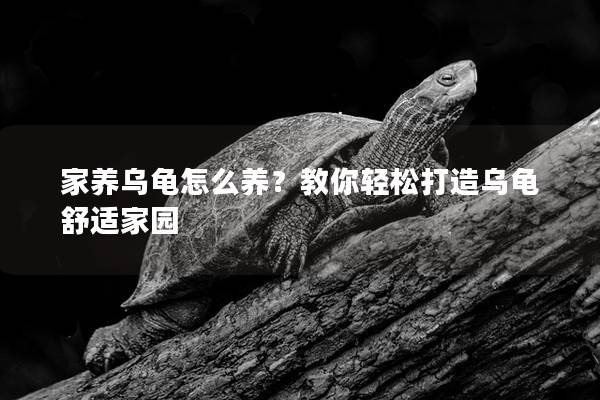 家养乌龟怎么养？教你轻松打造乌龟舒适家园