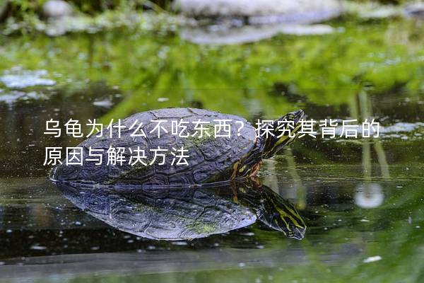 乌龟为什么不吃东西？探究其背后的原因与解决方法