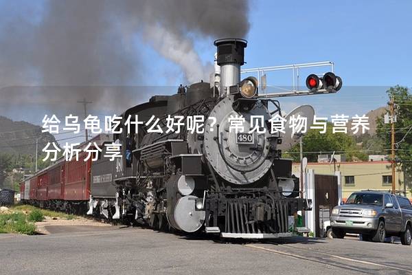 给乌龟吃什么好呢？常见食物与营养分析分享