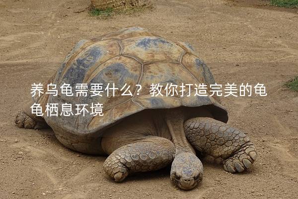 养乌龟需要什么？教你打造完美的龟龟栖息环境