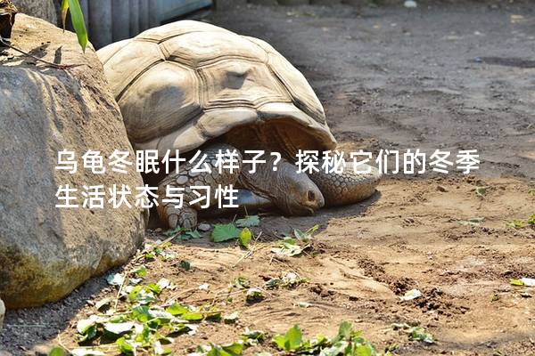 乌龟冬眠什么样子？探秘它们的冬季生活状态与习性