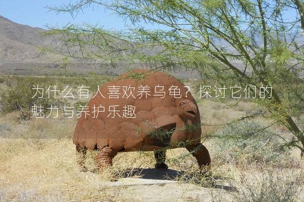 为什么有人喜欢养乌龟？探讨它们的魅力与养护乐趣
