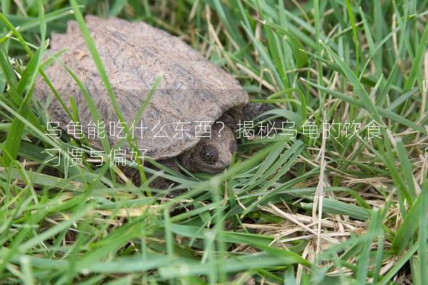 乌龟能吃什么东西？揭秘乌龟的饮食习惯与偏好
