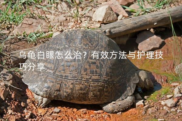 乌龟白眼怎么治？有效方法与护理技巧分享