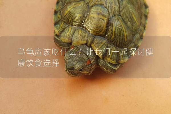 乌龟应该吃什么？让我们一起探讨健康饮食选择