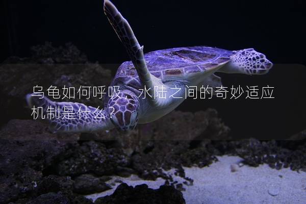乌龟如何呼吸，水陆之间的奇妙适应机制是什么？