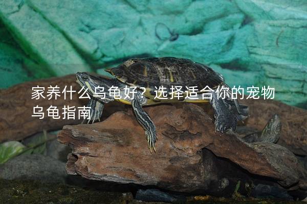 家养什么乌龟好？选择适合你的宠物乌龟指南