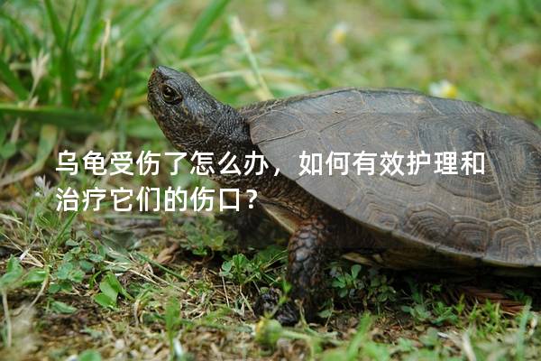 乌龟受伤了怎么办，如何有效护理和治疗它们的伤口？