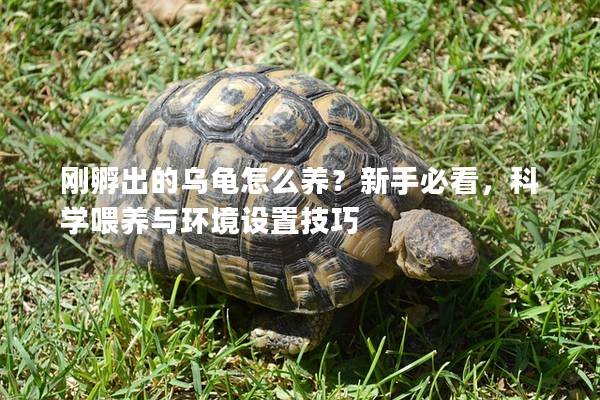 刚孵出的乌龟怎么养？新手必看，科学喂养与环境设置技巧