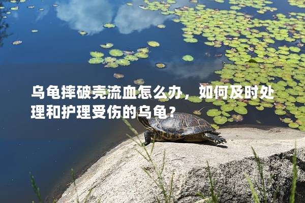 乌龟摔破壳流血怎么办，如何及时处理和护理受伤的乌龟？
