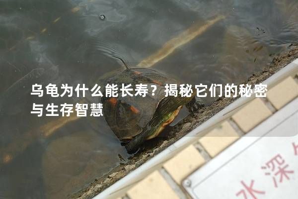 乌龟为什么能长寿？揭秘它们的秘密与生存智慧