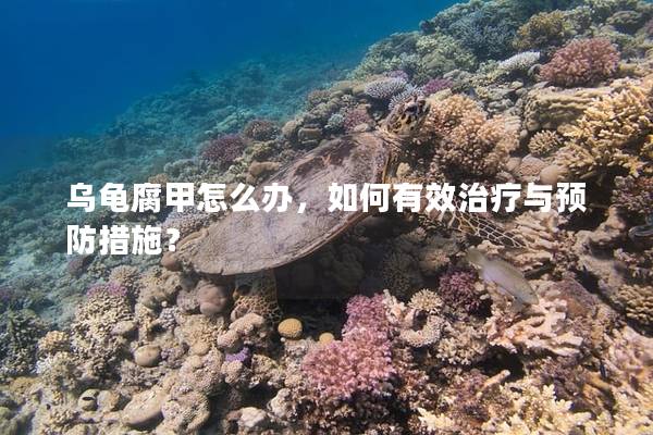 乌龟腐甲怎么办，如何有效治疗与预防措施？