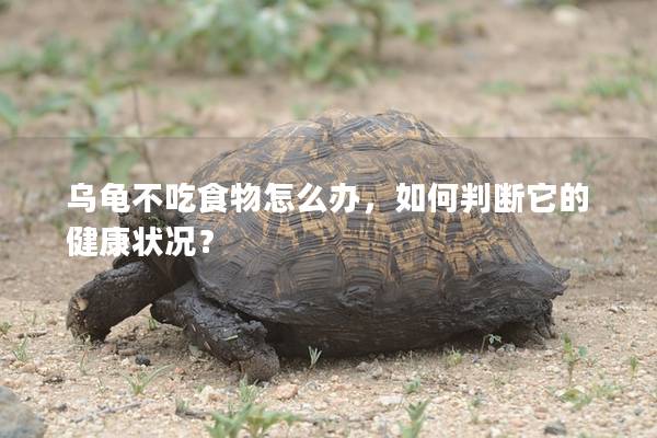 乌龟不吃食物怎么办，如何判断它的健康状况？