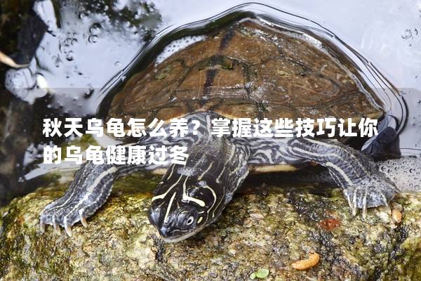 秋天乌龟怎么养？掌握这些技巧让你的乌龟健康过冬