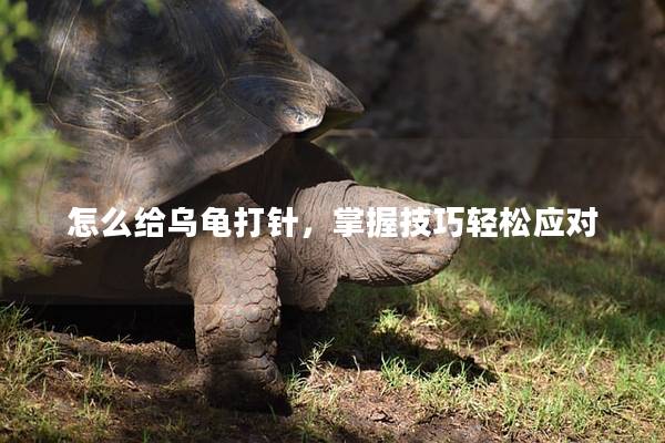 怎么给乌龟打针，掌握技巧轻松应对