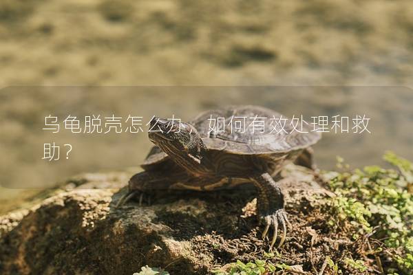 乌龟脱壳怎么办，如何有效处理和救助？