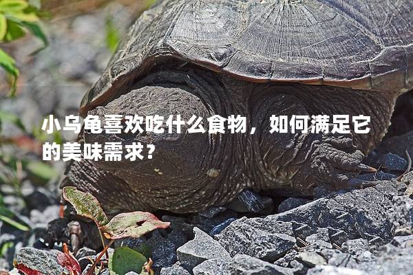 小乌龟喜欢吃什么食物，如何满足它的美味需求？