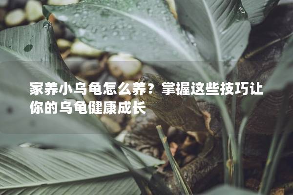 家养小乌龟怎么养？掌握这些技巧让你的乌龟健康成长