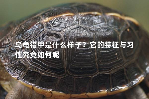 乌龟错甲是什么样子？它的特征与习性究竟如何呢