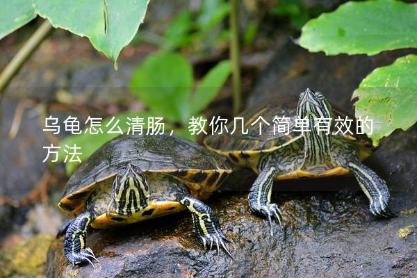 乌龟怎么清肠，教你几个简单有效的方法