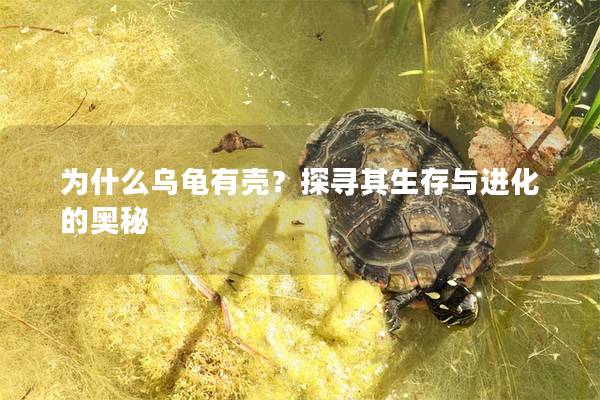 为什么乌龟有壳？探寻其生存与进化的奥秘