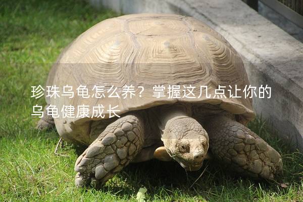 珍珠乌龟怎么养？掌握这几点让你的乌龟健康成长