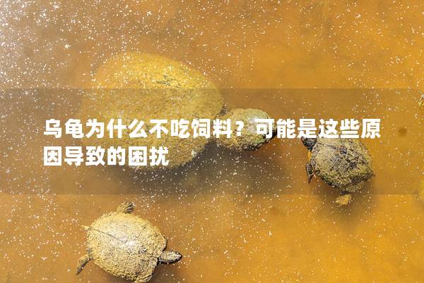 乌龟为什么不吃饲料？可能是这些原因导致的困扰
