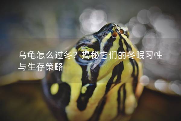 乌龟怎么过冬？揭秘它们的冬眠习性与生存策略