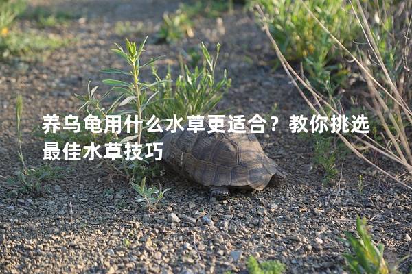 养乌龟用什么水草更适合？教你挑选最佳水草技巧