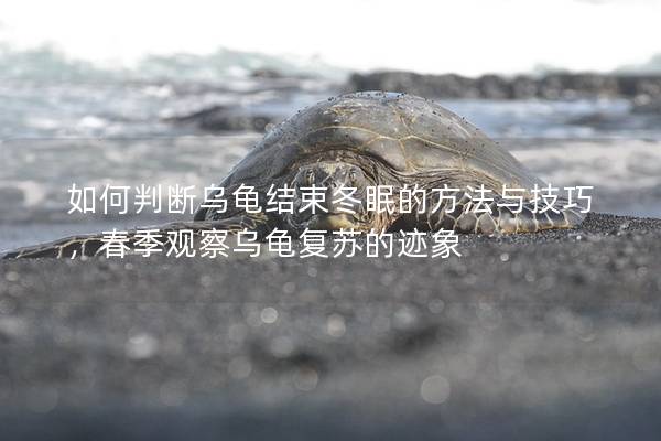 如何判断乌龟结束冬眠的方法与技巧，春季观察乌龟复苏的迹象