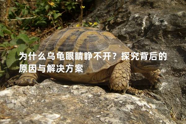 为什么乌龟眼睛睁不开？探究背后的原因与解决方案
