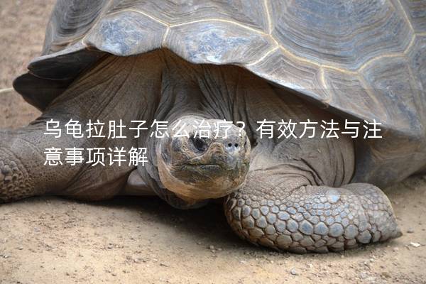 乌龟拉肚子怎么治疗？有效方法与注意事项详解