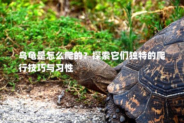 乌龟是怎么爬的？探索它们独特的爬行技巧与习性
