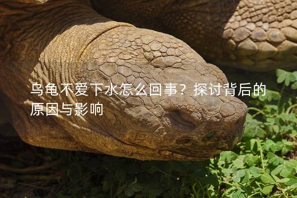 乌龟不爱下水怎么回事？探讨背后的原因与影响