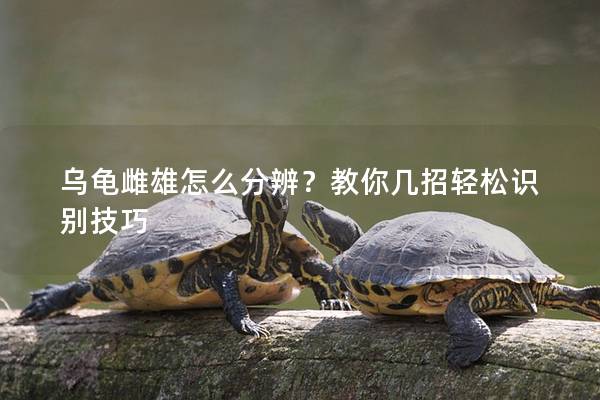 乌龟雌雄怎么分辨？教你几招轻松识别技巧
