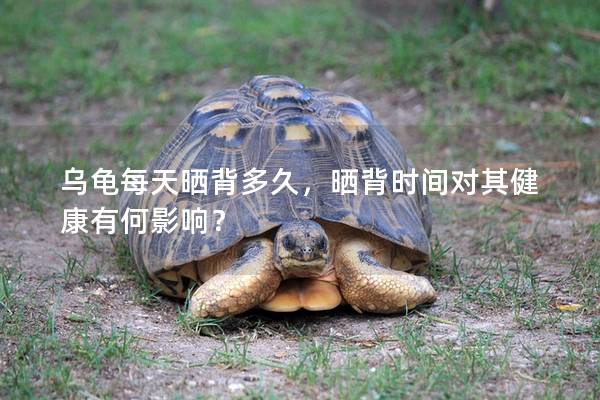 乌龟每天晒背多久，晒背时间对其健康有何影响？