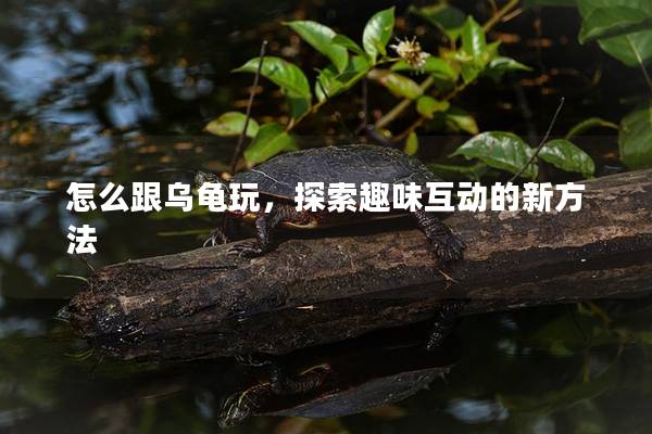 怎么跟乌龟玩，探索趣味互动的新方法