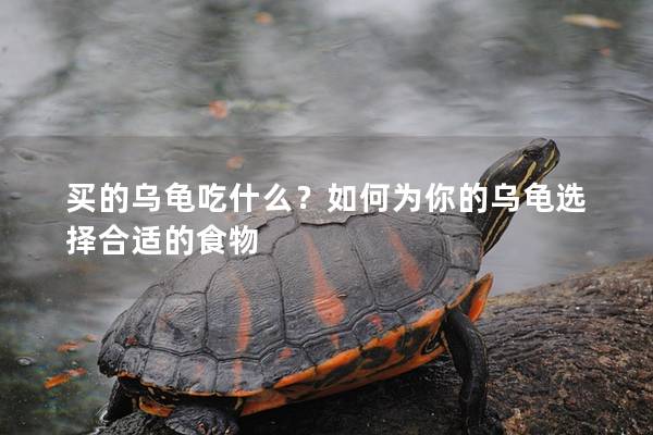 买的乌龟吃什么？如何为你的乌龟选择合适的食物
