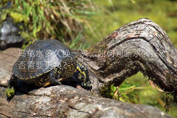 乌龟水多久换一次，如何判断水质是否需要更换？