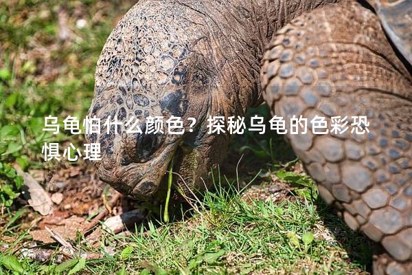 乌龟怕什么颜色？探秘乌龟的色彩恐惧心理