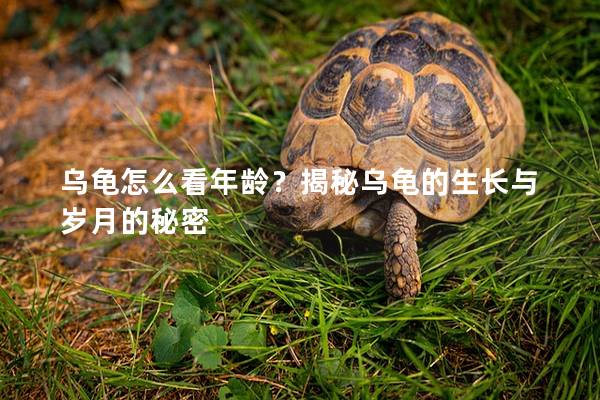 乌龟怎么看年龄？揭秘乌龟的生长与岁月的秘密